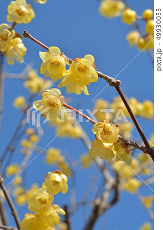 樹木 ソシンロウバイ ロウバイ科の写真素材