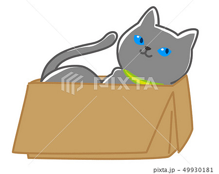 段ボールでくつろぐロシアンブルーの猫 段ボールでくつろぐロシアンブルーの猫 49930181