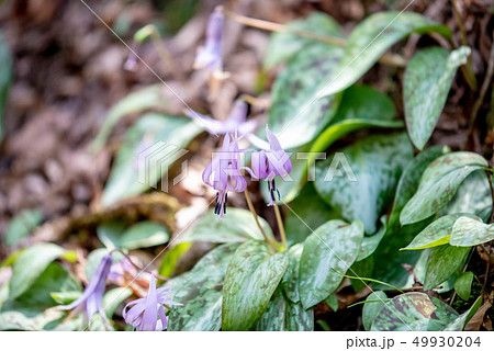 カタクリ 49930204