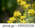 蜜蜂 49930206