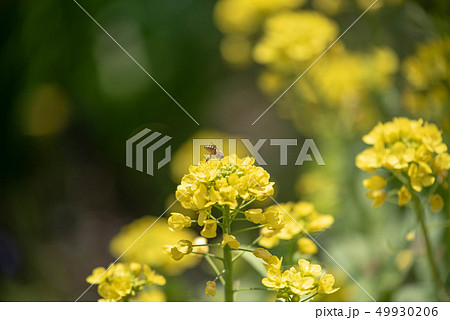 蜜蜂 蜜蜂 49930206