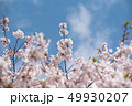 サクラ 49930207