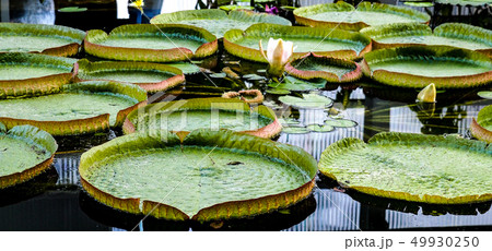 海地獄 海地獄 49930250