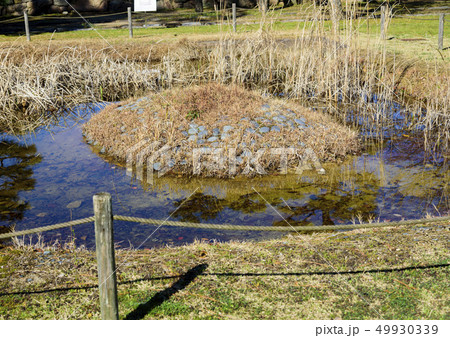 岡山城の泉水（岡山県岡山市） 49930339