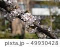 枝につく桜 49930428
