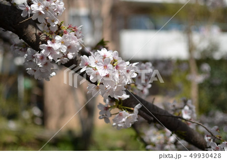 枝につく桜 49930428