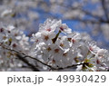 桜 アップ 49930429