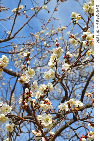 樹木：ウメ　バラ科 49930640