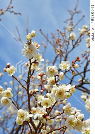 樹木：ウメ　バラ科 49930641