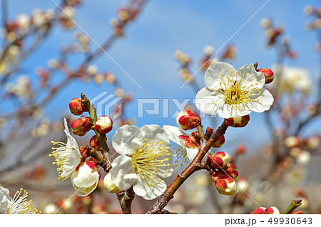 樹木：ウメ　バラ科 49930643