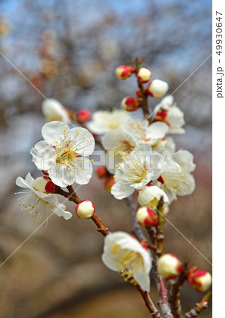 樹木:ウメ バラ科 樹木:ウメ バラ科 49930647