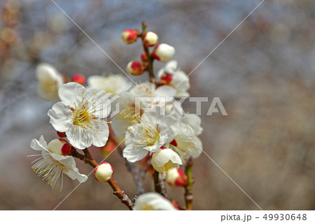 樹木:ウメ バラ科 樹木:ウメ バラ科 49930648