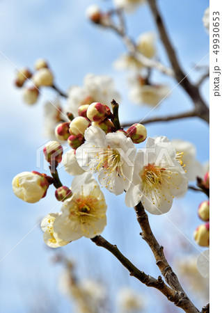 樹木:ウメ バラ科 樹木:ウメ バラ科 49930653
