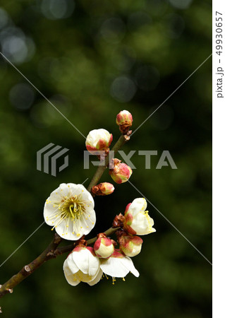 樹木:ウメ バラ科 樹木:ウメ バラ科 49930657