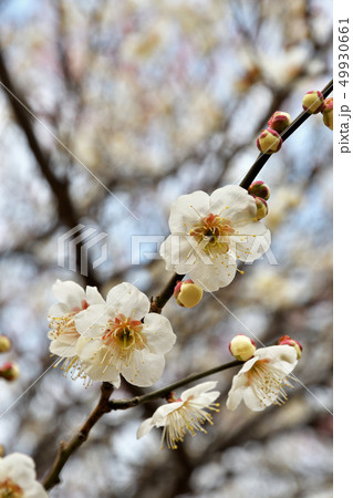 樹木:ウメ バラ科 樹木:ウメ バラ科 49930661