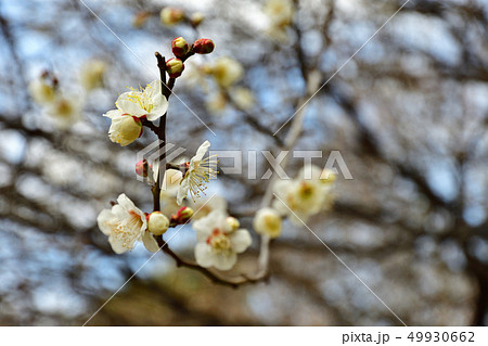 樹木:ウメ バラ科 樹木:ウメ バラ科 49930662