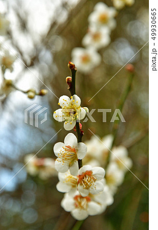 樹木:ウメ バラ科 樹木:ウメ バラ科 49930665
