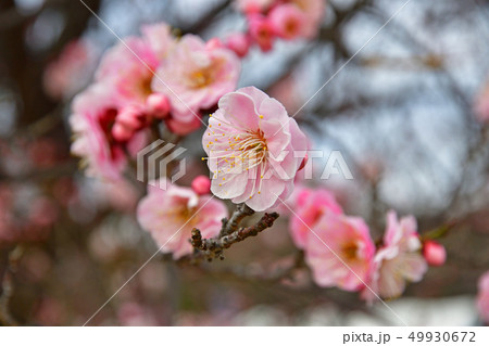 樹木：ウメ　バラ科 49930672