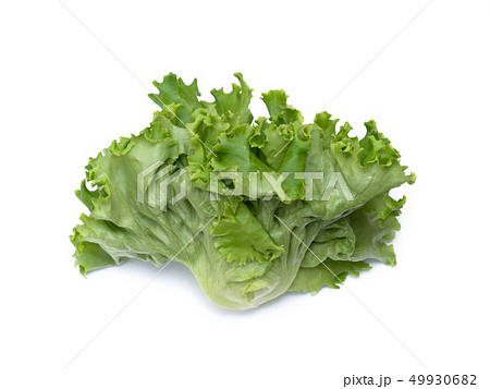 野菜工場で生産されたプリーツレタス 49930682