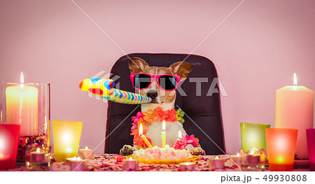 happy birthday dog 49930808