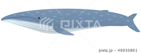 Blue Whale Stock Illustration