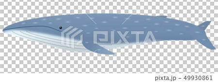 シロナガスクジラ 49930861