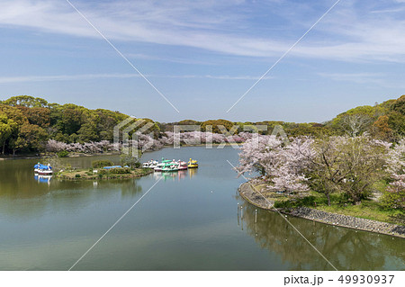 明石公園 池 49930937