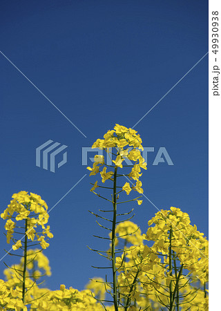 菜の花畑 菜の花畑 49930938