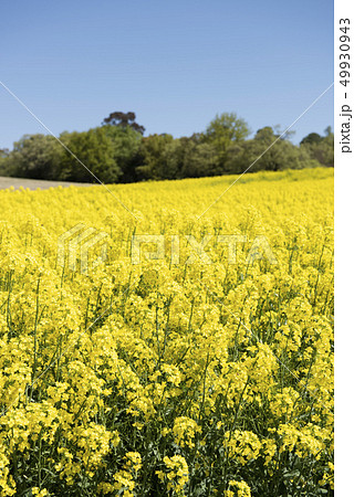 菜の花畑 49930943