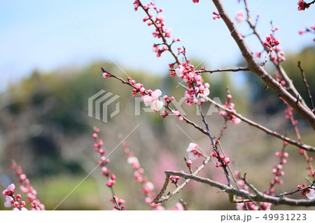 アンズの花 アンズの花 49931223