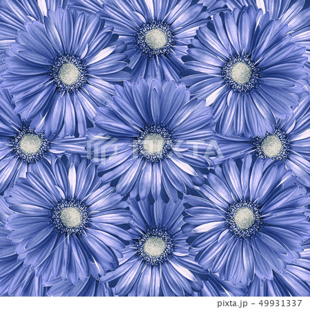 Floral  light blue-white  background. 49931337