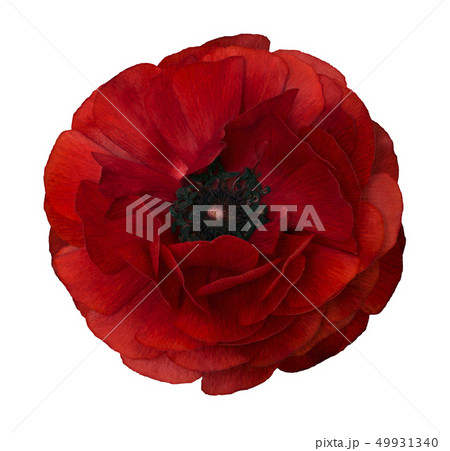Ranunculus  red.Flower isolated  white background 49931340