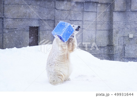 円山動物園のホッキョクグマ 円山動物園のホッキョクグマ 49931644