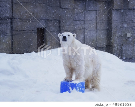円山動物園のホッキョクグマ 49931658