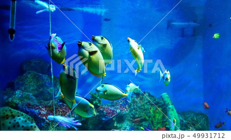 おたる水族館の人気者 49931712