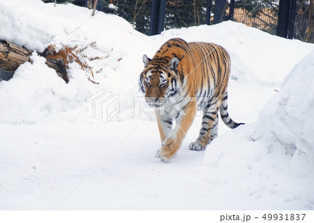 アムールトラの雄姿 49931837
