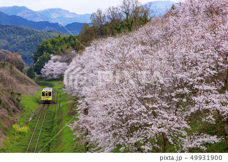平成筑豊鉄道と桜 平成筑豊鉄道と桜 49931900