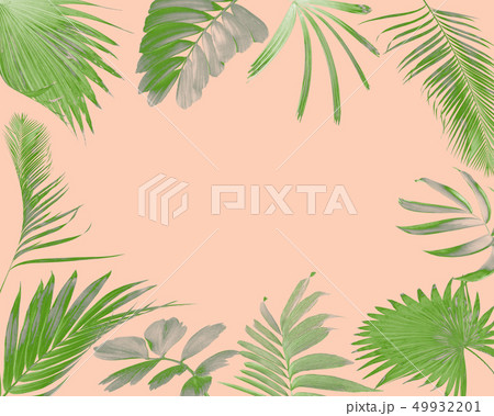 tropical frond palm leaf for summer background tropical frond palm leaf for summer background 49932201