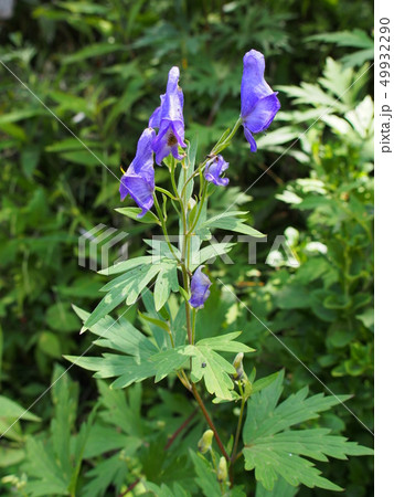 オクトリカブト 49932290