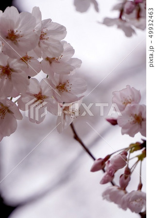 桜ー左上に花のアップ 右下に蕾のアップの縦長写真の写真素材
