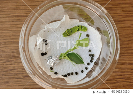 ナミアゲハ終齢2日目 ナミアゲハ終齢2日目 49932536