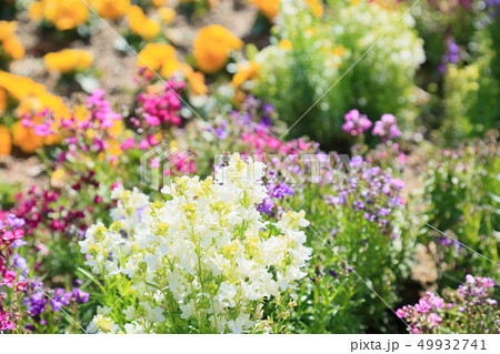 ヒメキンギョソウの花 49932741