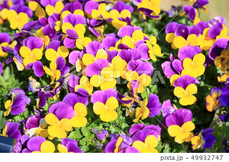 Viola flowers - Stock Photo [49932747] - PIXTA