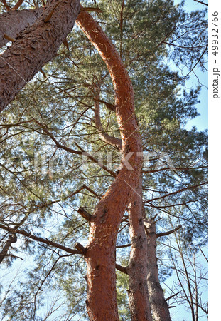 樹木：アカマツ　マツ科 49932766