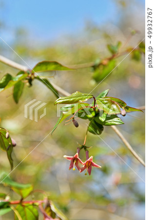 樹木：ウグイスカグラ　スイカズラ科 49932767