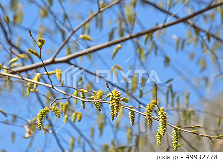 樹木:クマシデ カバノキ科 樹木:クマシデ カバノキ科 49932778