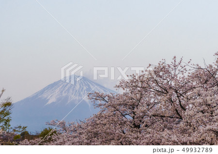 富士山と桜花 49932789