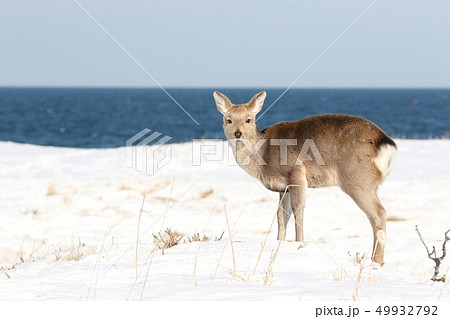 海辺の雪原で採餌活動するエゾシカ/メス幼獣（２‐２） 49932792