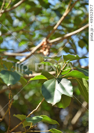 樹木:カクレミノ ウコギ科 樹木:カクレミノ ウコギ科 49932977