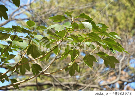 樹木：カクレミノ　ウコギ科 49932978